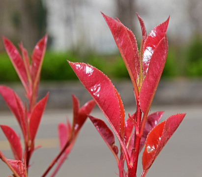 红色嫩叶特写图片