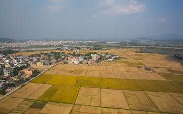 稻田 美丽乡村 金黄色