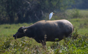 白鹭 水牛