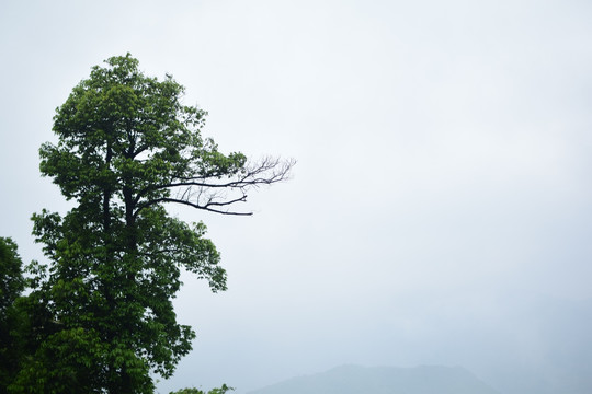 莲花山