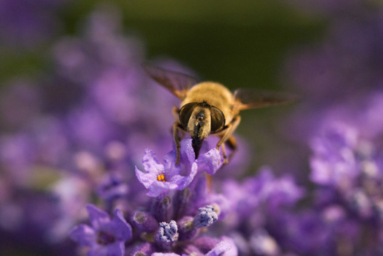 蜜蜂