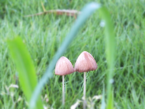 野生菌