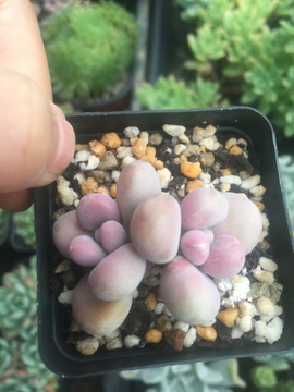 丸叶桃蛋 多肉植物