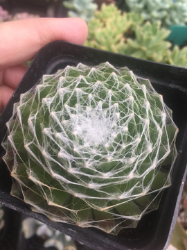 蛛丝卷卷多肉植物
