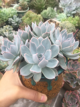蓝石莲 多肉植物