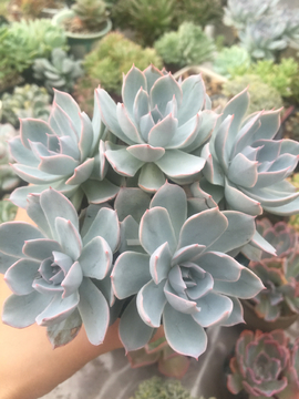 蓝石莲 多肉植物