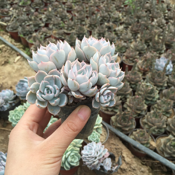 蓝石莲 多肉植物