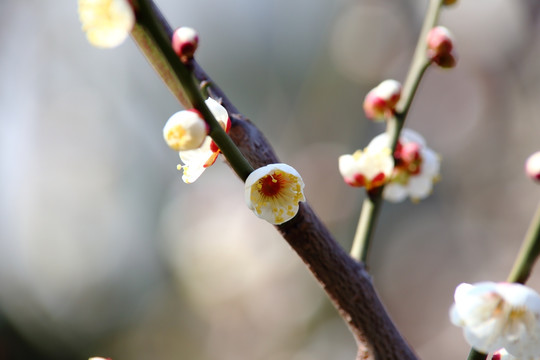 梅花