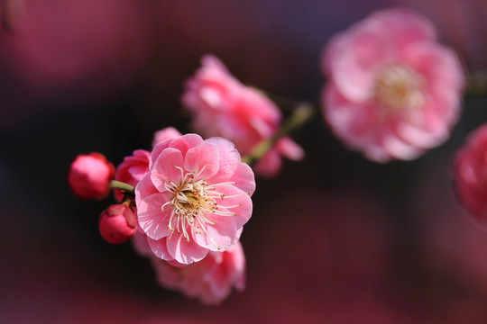 梅花
