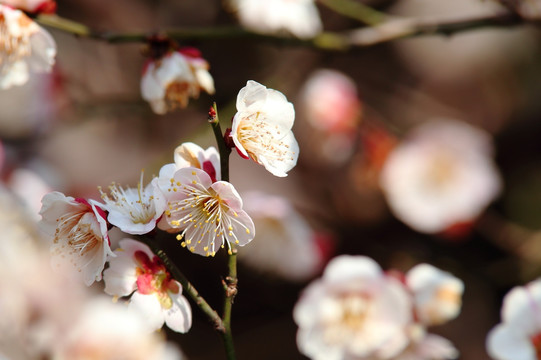 梅花