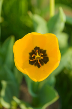 北京中山公园内的鲜花