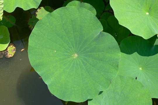 北京莲花池公园内的荷花塘