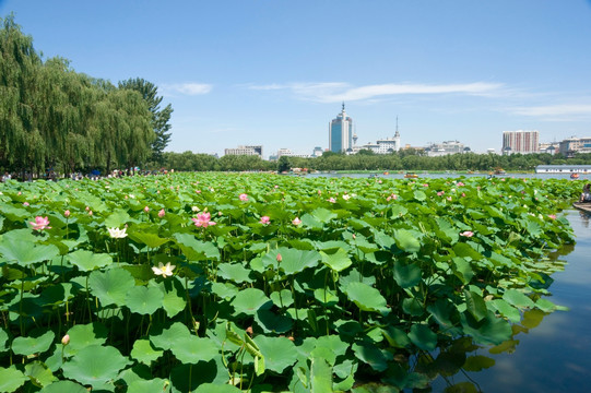 北京莲花池公园风光