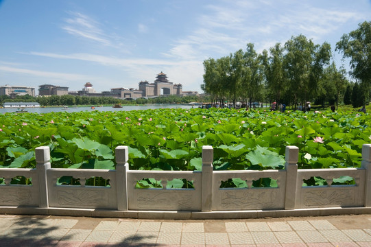 北京莲花池公园风光