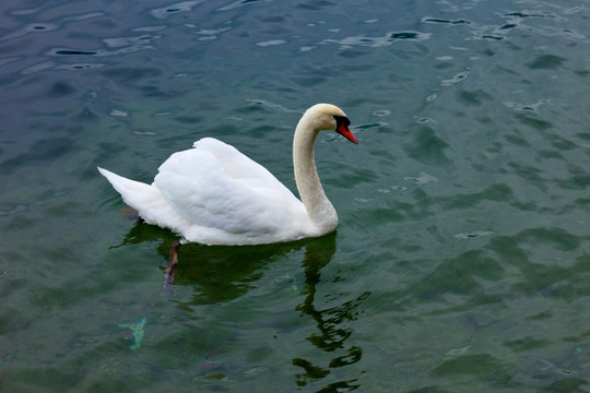 瑞士卢塞恩湖里的天鹅