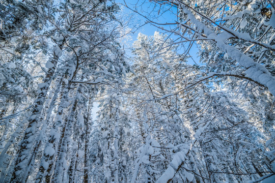 吉林雪松