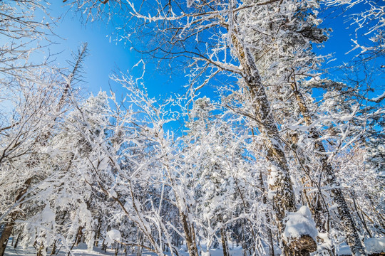 吉林雪松