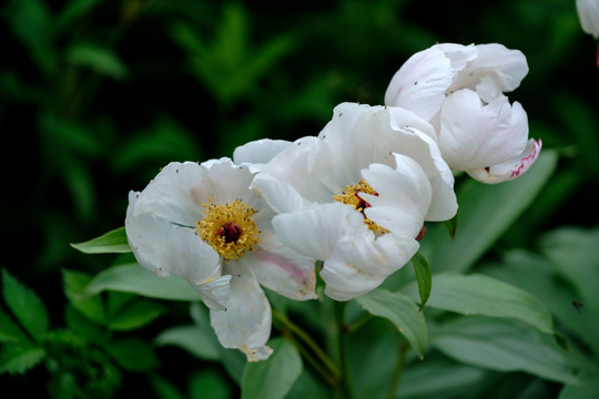 山芍药花