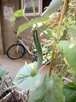 黄瓜