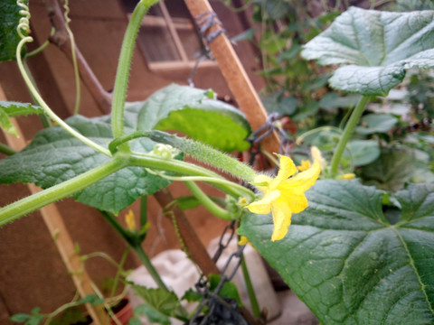 黄瓜花