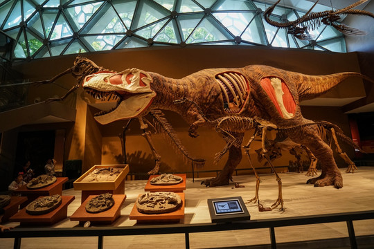 恐龙骨架 恐龙标本