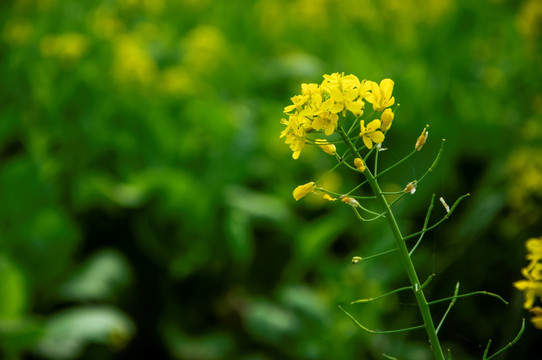 油菜花