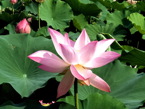 荷花