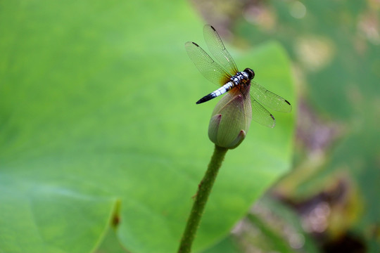 蜻蜓