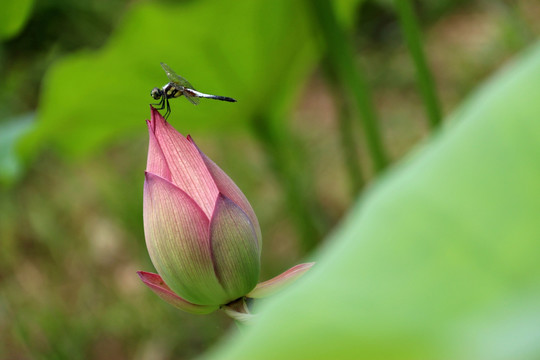 蜻蜓