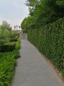 绿墙植物墙小路