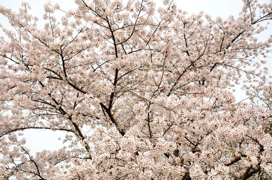 樱花盛开春色间