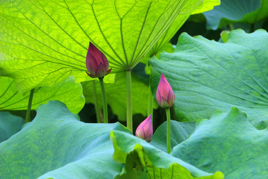 花苞
