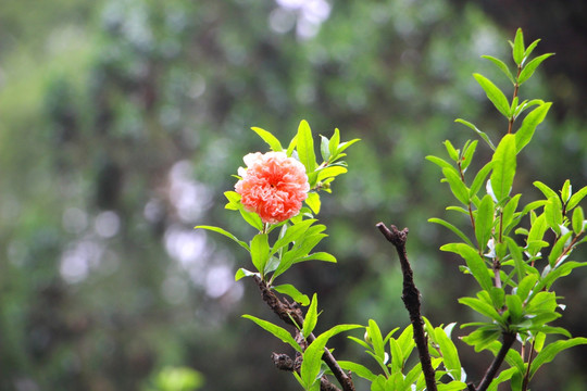 石榴花