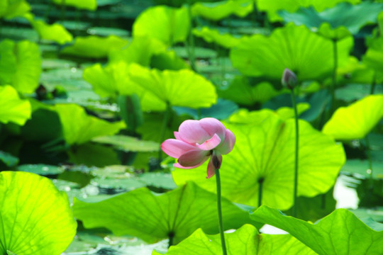 荷花池