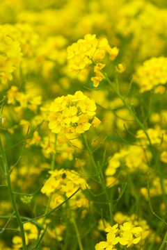 韩国济州岛油菜花