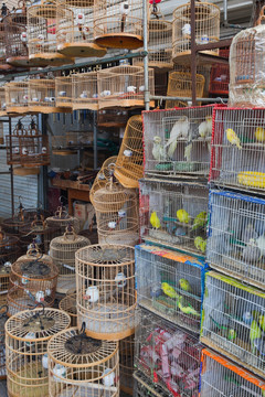 十里河花鸟市场