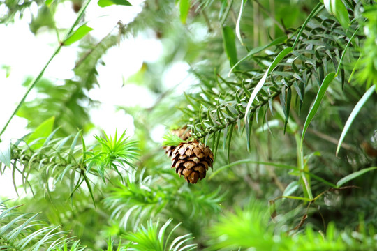 松树 松针 松花针