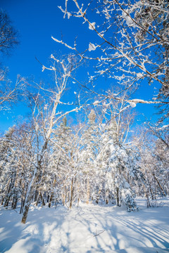 吉林雪松