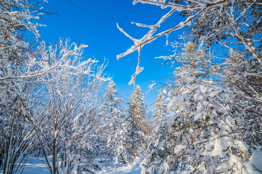 吉林雪松