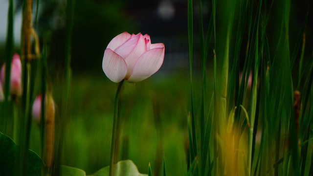 荷花