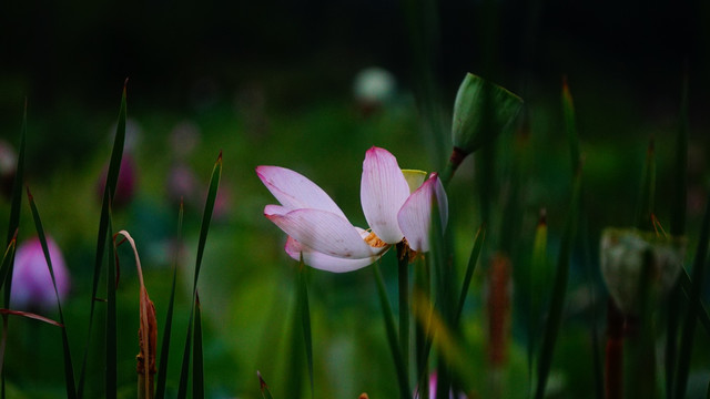 荷花