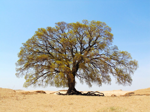 沙地古枫树