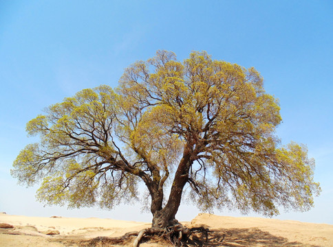 沙漠老枫树