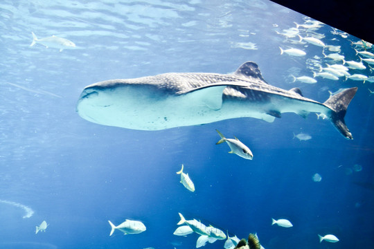 鲸鲨 世界上最大的鱼