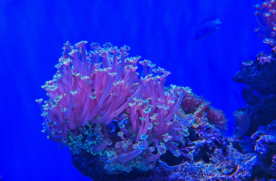 珊瑚 海洋动物 水族缸