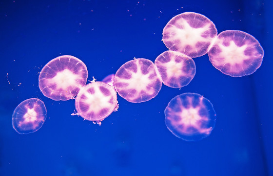 水母 水下 水族馆