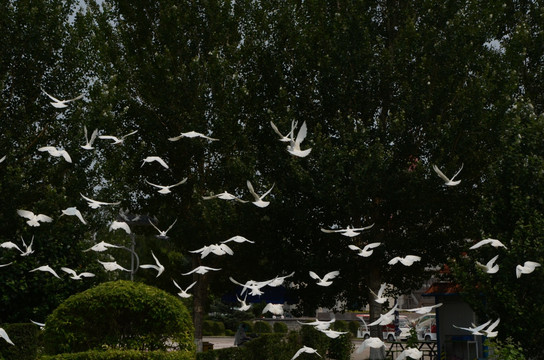 一群白色的鸽子