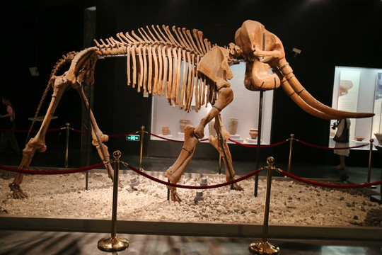 旧石器时代大象骨骼化石