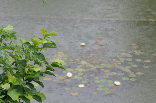 雨景