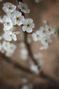 梨花